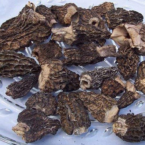 Morels